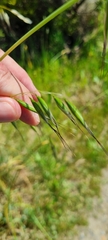 Avena barbata