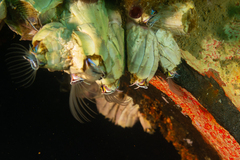 Austromegabalanus psittacus