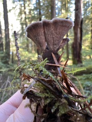 Thelephora multipartita