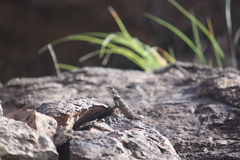 Sceloporus poinsettii