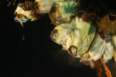 Austromegabalanus psittacus