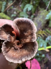 Thelephora multipartita