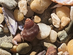 Nodilittorina pyramidalis