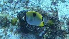 Chaetodon unimaculatus