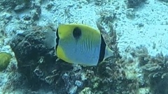 Chaetodon unimaculatus