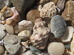 Phycothais reticulata