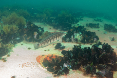 Pinguipes brasilianus