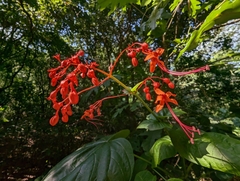 Clerodendrum japonicum