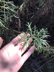 Artemisia palmeri
