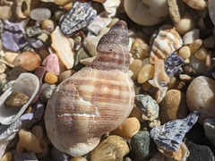 Agnewia tritoniformis