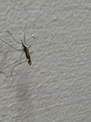 Anopheles punctipennis