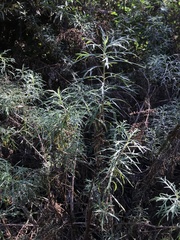Artemisia palmeri