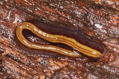 Caenoplana variegata