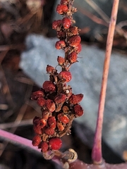 Rhus glabra