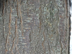 Gleditsia triacanthos inermis