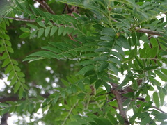 Gleditsia triacanthos inermis
