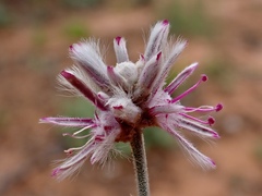 Ptilotus sessilifolius