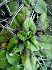 Plantago raoulii