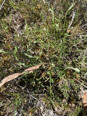 Pimelea curviflora