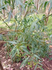 Solanum laciniatum