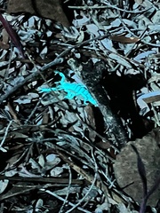 Centruroides sculpturatus