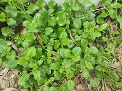 Mesembryanthemum cordifolium