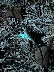 Centruroides sculpturatus