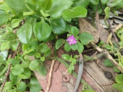 Mesembryanthemum cordifolium