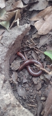 Diplopoda