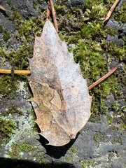 Coccomyces dentatus