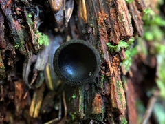 Pseudoplectania nigrella