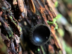 Pseudoplectania nigrella