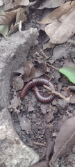 Diplopoda