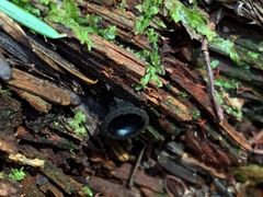 Pseudoplectania nigrella