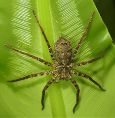 Heteropoda