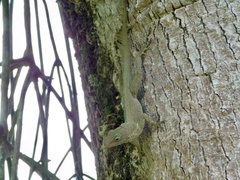Anolis cristatellus
