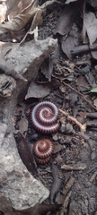 Diplopoda