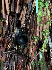 Pseudoplectania nigrella