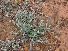 Ptilotus sessilifolius