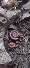 Diplopoda