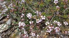 Euryomyrtus ramosissima