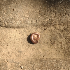 Diplopoda