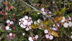 Euryomyrtus ramosissima