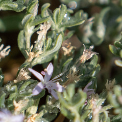 Frankenia salina