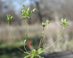 Androsace occidentalis