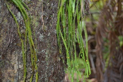 Psilotum complanatum