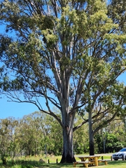 Eucalyptus tereticornis