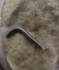 Diplopoda