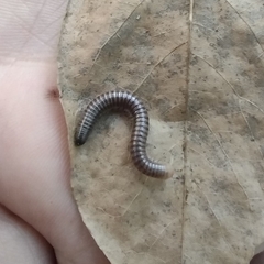 Diplopoda