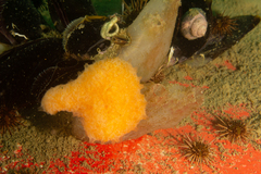 Aplidium